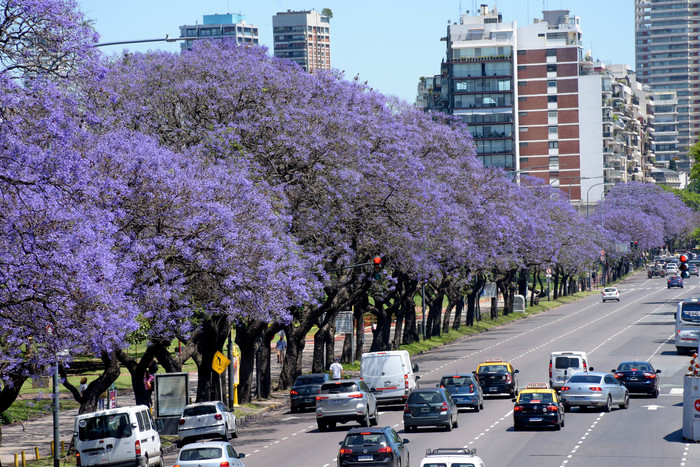 jacarandaflorecido-15_3_1
