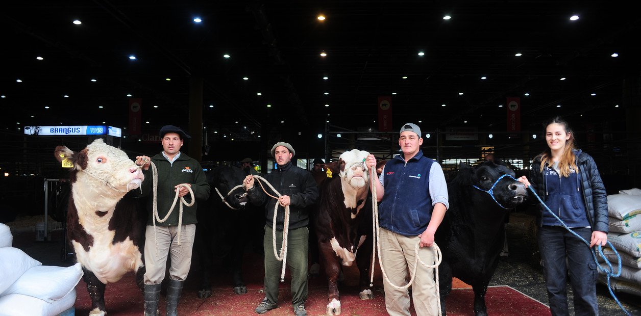 las-principales-razas-bovinas-ponen___XpfOhXi1E_1256x620__1