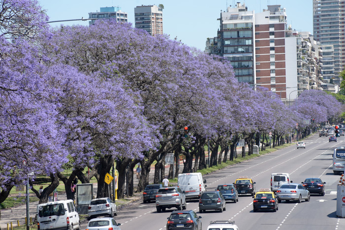 jacarandaflorecido-15_5