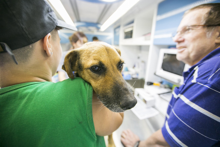 jornada_de_adopcion_plaza_irlanda-apra_-_mascotas146