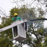 Operativo de extracción de árboles secos en Chacarita, Villa Crespo y La Paternal