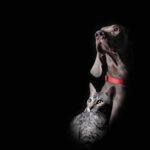 Animales BA rescató a 181 perros y gatos en 2024