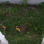 Limpieza de baldíos para frenar al mosquito
