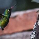 Colibri