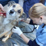El Hospital Escuela de mascotas en Agronomía: atención veterinaria pública cerca de casa