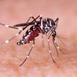 Dengue: recorridas barriales y prevención casa por casa