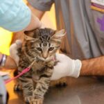 Perros y gatos: castración y vacunación antirrábica gratuitas en toda la Ciudad