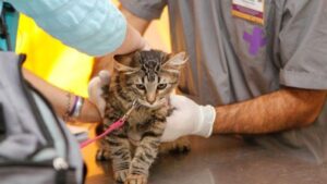 Perros y gatos: castración y vacunación antirrábica gratuitas en toda la Ciudad