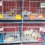 #RescatePompeya: feria clausurada y 200 animales rescatados del comercio ilegal
