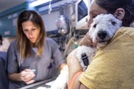 La Ciudad amplía el calendario de castraciones y vacunación sin costo
