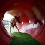 La Ciudad inauguró el primer Centro de Inclusión que admite mascotas