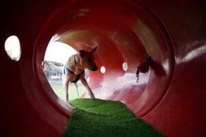 La Ciudad inauguró el primer Centro de Inclusión que admite mascotas