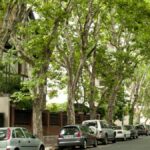 Árboles que bancan la ciudad: lo que nos dan y cómo la FAUBA se mete de lleno