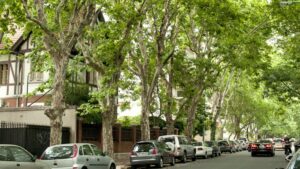 Árboles que bancan la ciudad: lo que nos dan y cómo la FAUBA se mete de lleno
