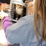 Vacunación y castración gratuita: cómo acceder a los operativos para perros y gatos en marzo