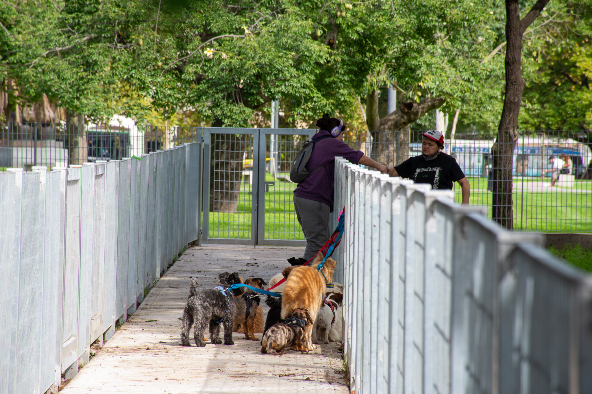 Renovaron los caniles del Parque Thays: más espacio, seguridad y accesos mejorados