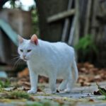Animales BA: la nueva web para vecinos que tienen perros y gatos en la Ciudad