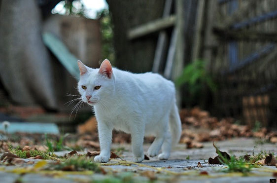 Animales BA: la nueva web para vecinos que tienen perros y gatos en la Ciudad