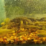 Peces nativos contra el dengue: el proyecto de la FAUBA