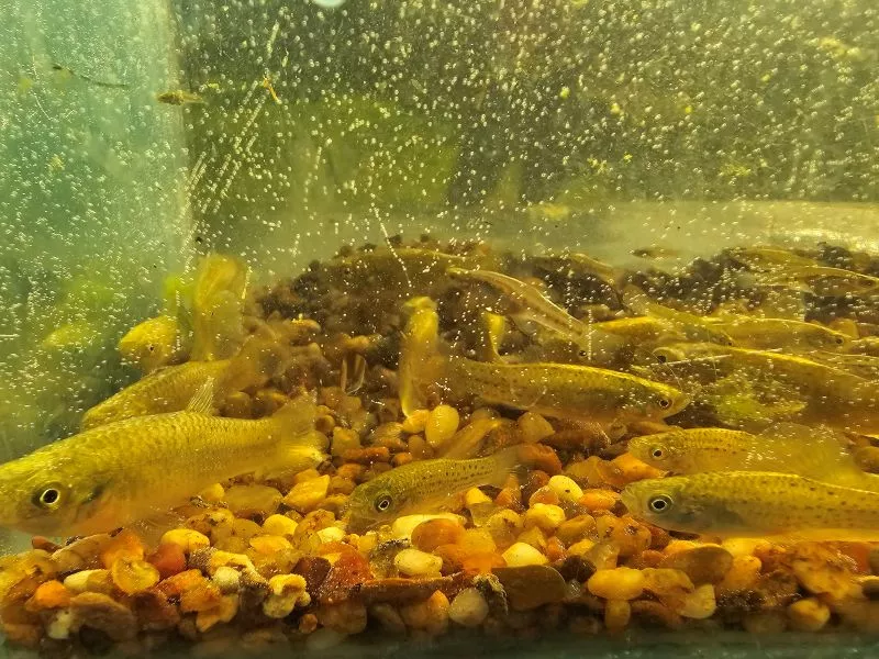 Peces nativos contra el dengue: el proyecto de la FAUBA