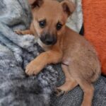 Adopciones y vacunas antirrábicas en parques porteños