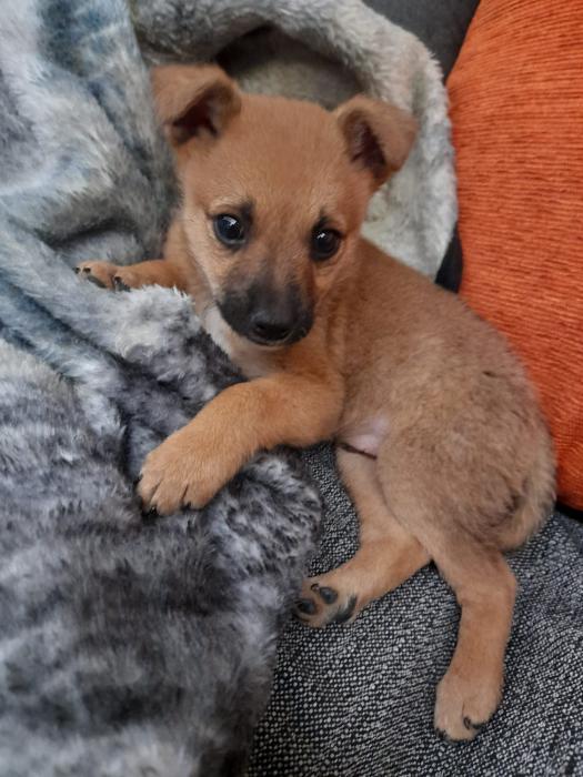 Adopciones y vacunas antirrábicas en parques porteños
